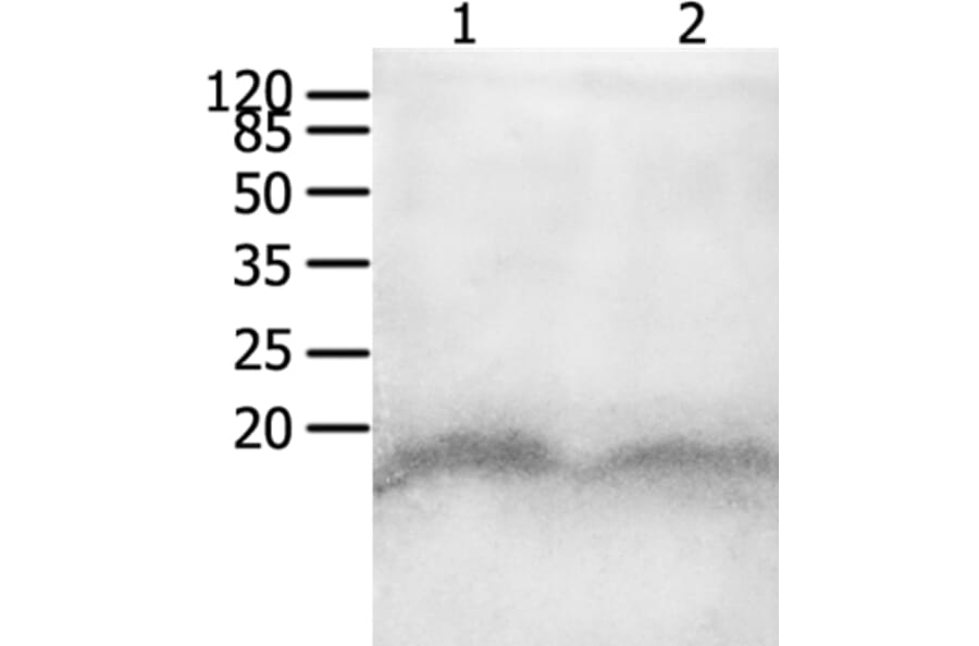 CCL8 Antibody from Signalway Antibody (36968) - Antibodies.com