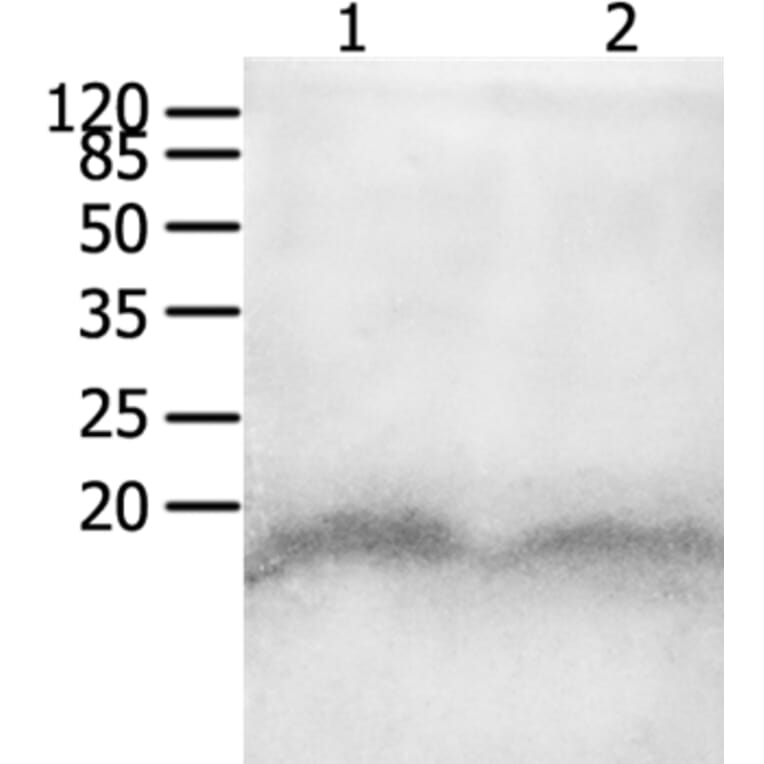 CCL8 Antibody from Signalway Antibody (36968) - Antibodies.com