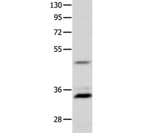 MC1R Antibody from Signalway Antibody (36969) - Antibodies.com