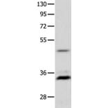 MC1R Antibody from Signalway Antibody (36969) - Antibodies.com