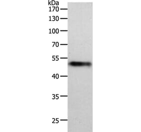MIDN Antibody from Signalway Antibody (36984) - Antibodies.com