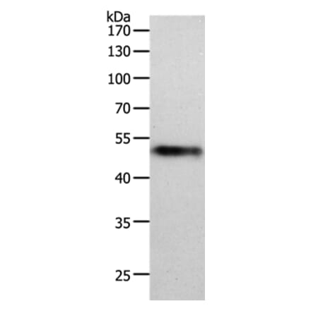 MIDN Antibody from Signalway Antibody (36984) - Antibodies.com
