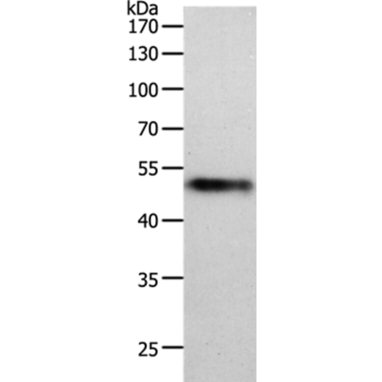 MIDN Antibody from Signalway Antibody (36984) - Antibodies.com