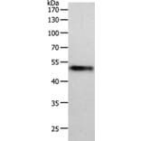 MIDN Antibody from Signalway Antibody (36984) - Antibodies.com