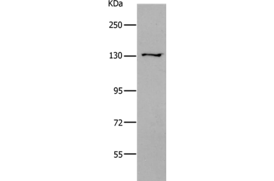 CDH2 Antibody from Signalway Antibody (36995) - Antibodies.com