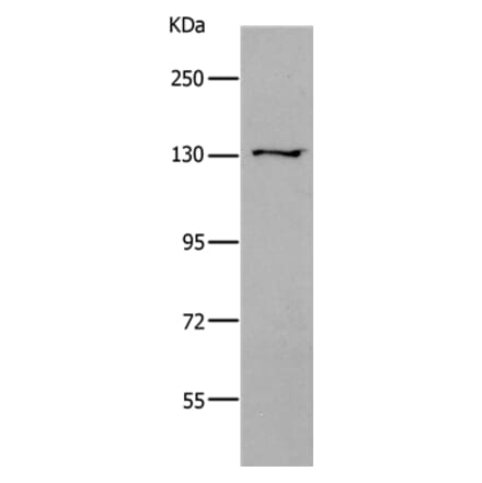 CDH2 Antibody from Signalway Antibody (36995) - Antibodies.com