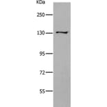 CDH2 Antibody from Signalway Antibody (36995) - Antibodies.com
