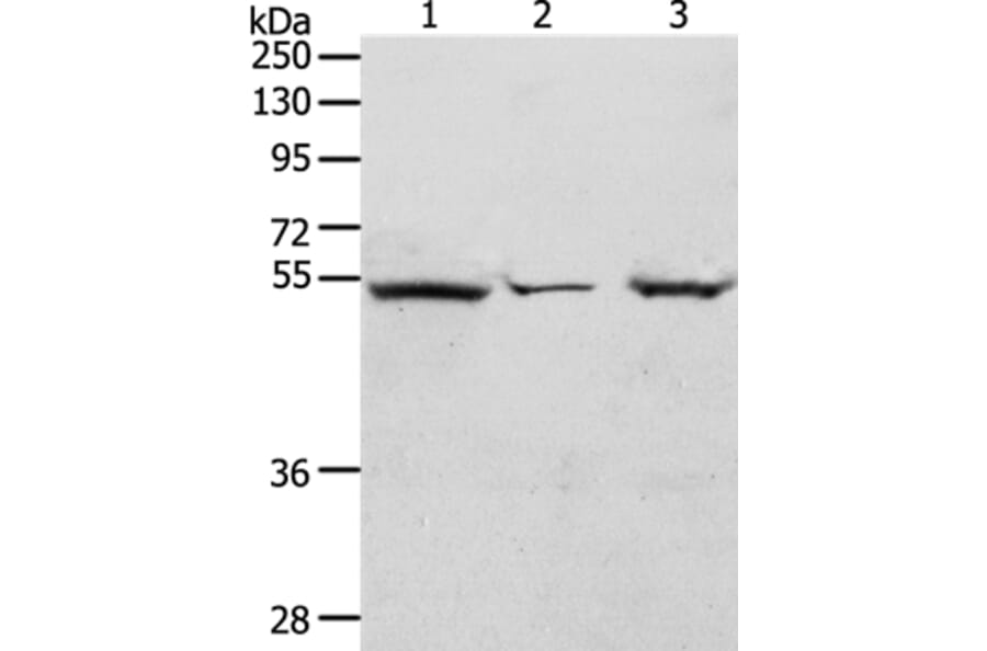 TCF7 Antibody from Signalway Antibody (37048) - Antibodies.com