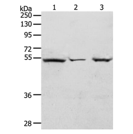 TCF7 Antibody from Signalway Antibody (37048) - Antibodies.com