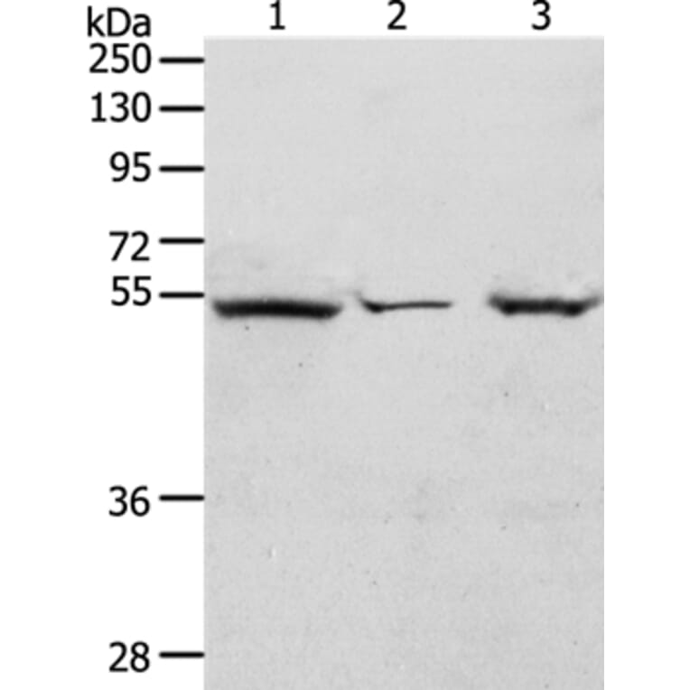 TCF7 Antibody from Signalway Antibody (37048) - Antibodies.com