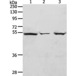 TCF7 Antibody from Signalway Antibody (37048) - Antibodies.com