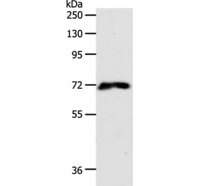 FZD1 Antibody from Signalway Antibody (37067) - Antibodies.com