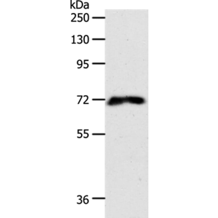 FZD1 Antibody from Signalway Antibody (37067) - Antibodies.com