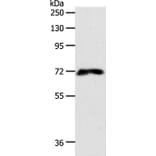 FZD1 Antibody from Signalway Antibody (37067) - Antibodies.com