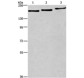 BAG6 Antibody from Signalway Antibody (37146) - Antibodies.com