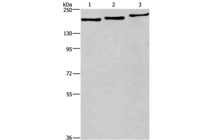 BAG6 Antibody from Signalway Antibody (37146) - Antibodies.com