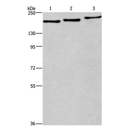 BAG6 Antibody from Signalway Antibody (37146) - Antibodies.com