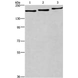 BAG6 Antibody from Signalway Antibody (37146) - Antibodies.com