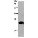 PONC Antibody from Signalway Antibody (37190) - Antibodies.com