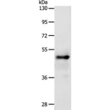 SOX8 Antibody from Signalway Antibody (37248) - Antibodies.com