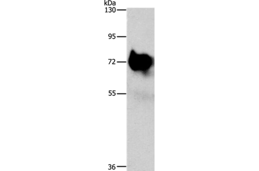 SYN1 Antibody from Signalway Antibody (37264) - Antibodies.com
