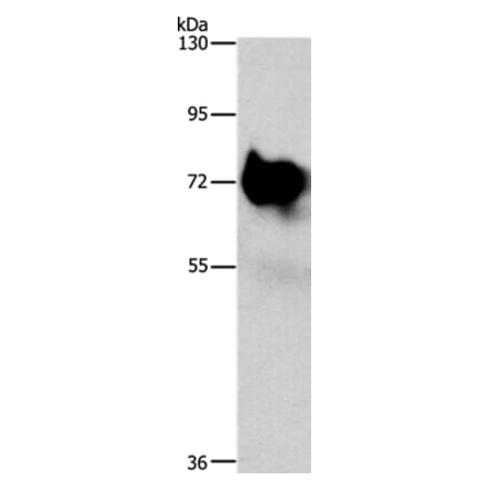 SYN1 Antibody from Signalway Antibody (37264) - Antibodies.com