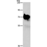 SYN1 Antibody from Signalway Antibody (37264) - Antibodies.com