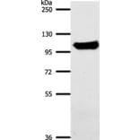 ACO1 Antibody from Signalway Antibody (37306) - Antibodies.com