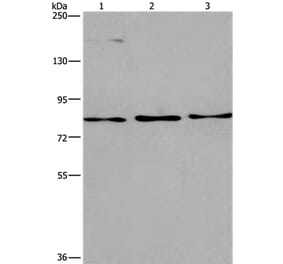 AGO4 Antibody from Signalway Antibody (37351) - Antibodies.com