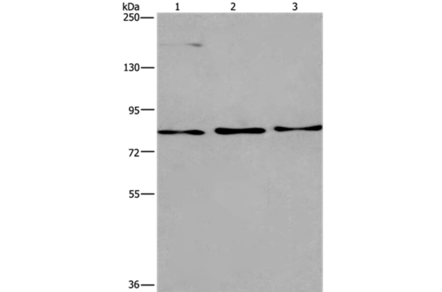AGO4 Antibody from Signalway Antibody (37351) - Antibodies.com