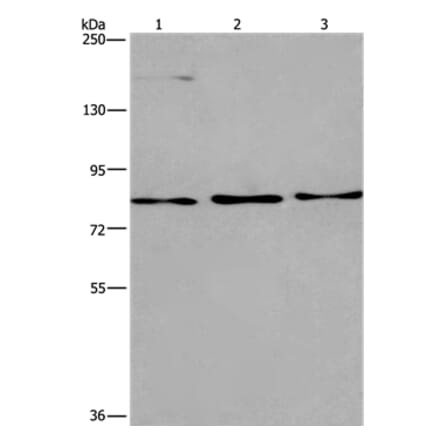 AGO4 Antibody from Signalway Antibody (37351) - Antibodies.com