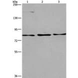 AGO4 Antibody from Signalway Antibody (37351) - Antibodies.com