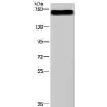 BRD4 Antibody from Signalway Antibody (37393) - Antibodies.com