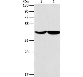 ASPN Antibody from Signalway Antibody (37400) - Antibodies.com