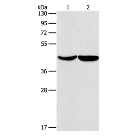 ASPN Antibody from Signalway Antibody (37400) - Antibodies.com