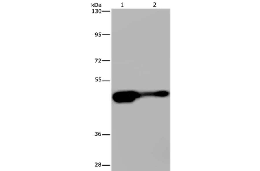 AHRR Antibody from Signalway Antibody (37416) - Antibodies.com