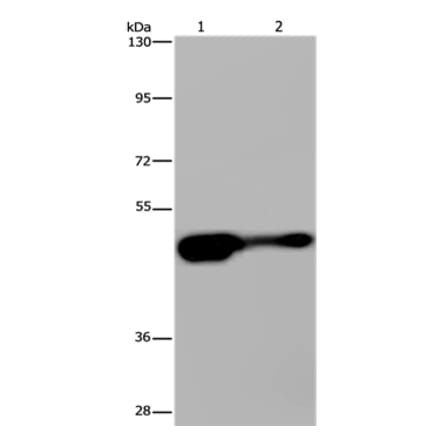 AHRR Antibody from Signalway Antibody (37416) - Antibodies.com