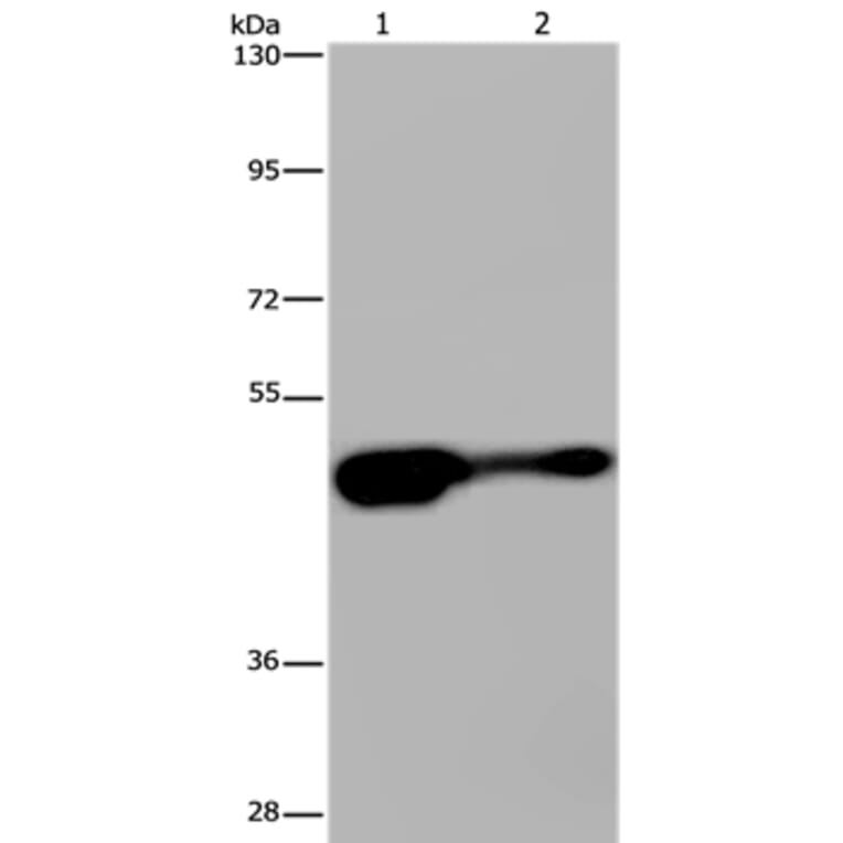 AHRR Antibody from Signalway Antibody (37416) - Antibodies.com