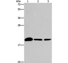 ARL3 Antibody from Signalway Antibody (37427) - Antibodies.com