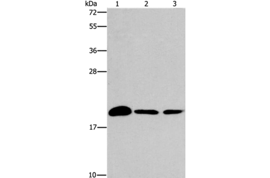 ARL3 Antibody from Signalway Antibody (37427) - Antibodies.com