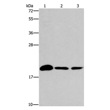 ARL3 Antibody from Signalway Antibody (37427) - Antibodies.com