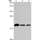 ARL3 Antibody from Signalway Antibody (37427) - Antibodies.com