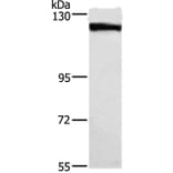 DSG1 Antibody from Signalway Antibody (37531) - Antibodies.com