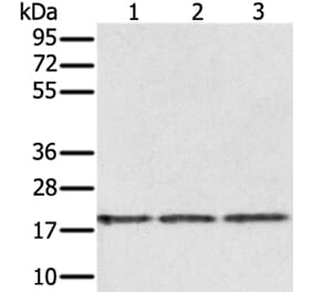 EPGN Antibody from Signalway Antibody (37551) - Antibodies.com