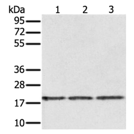 EPGN Antibody from Signalway Antibody (37551) - Antibodies.com