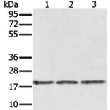 EPGN Antibody from Signalway Antibody (37551) - Antibodies.com