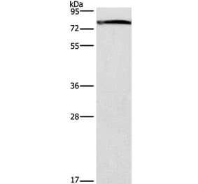 GALC Antibody from Signalway Antibody (37586) - Antibodies.com
