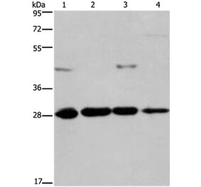 HES1 Antibody from Signalway Antibody (37616) - Antibodies.com
