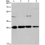 HES1 Antibody from Signalway Antibody (37616) - Antibodies.com