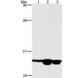 HES5 Antibody from Signalway Antibody (37617) - Antibodies.com
